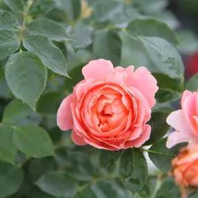 Sweet Dream Rose (Rosa Sweet Dream) 3